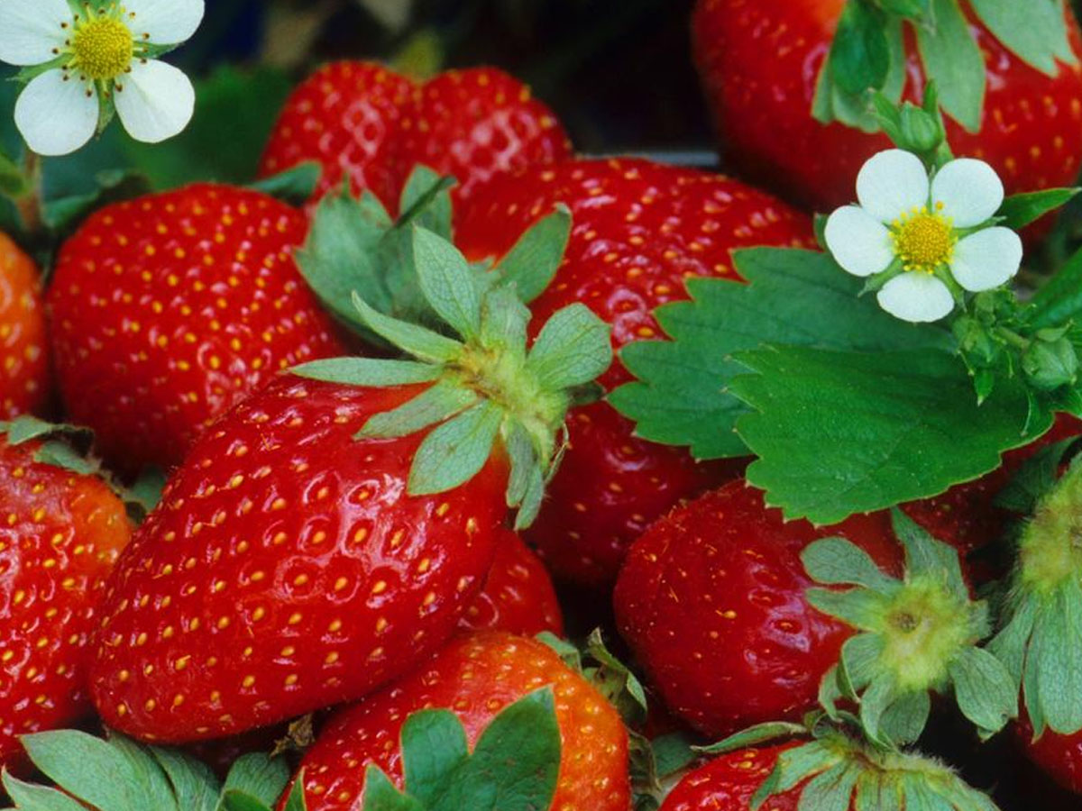 Frische Erdbeeren aus Ranggen