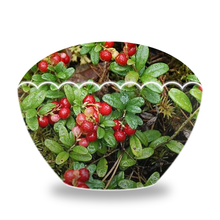 Preiselbeeren im froyo-Becher